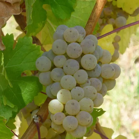 Weinhotel Stadtmuehle Beim Weingut Schauss Apartman
